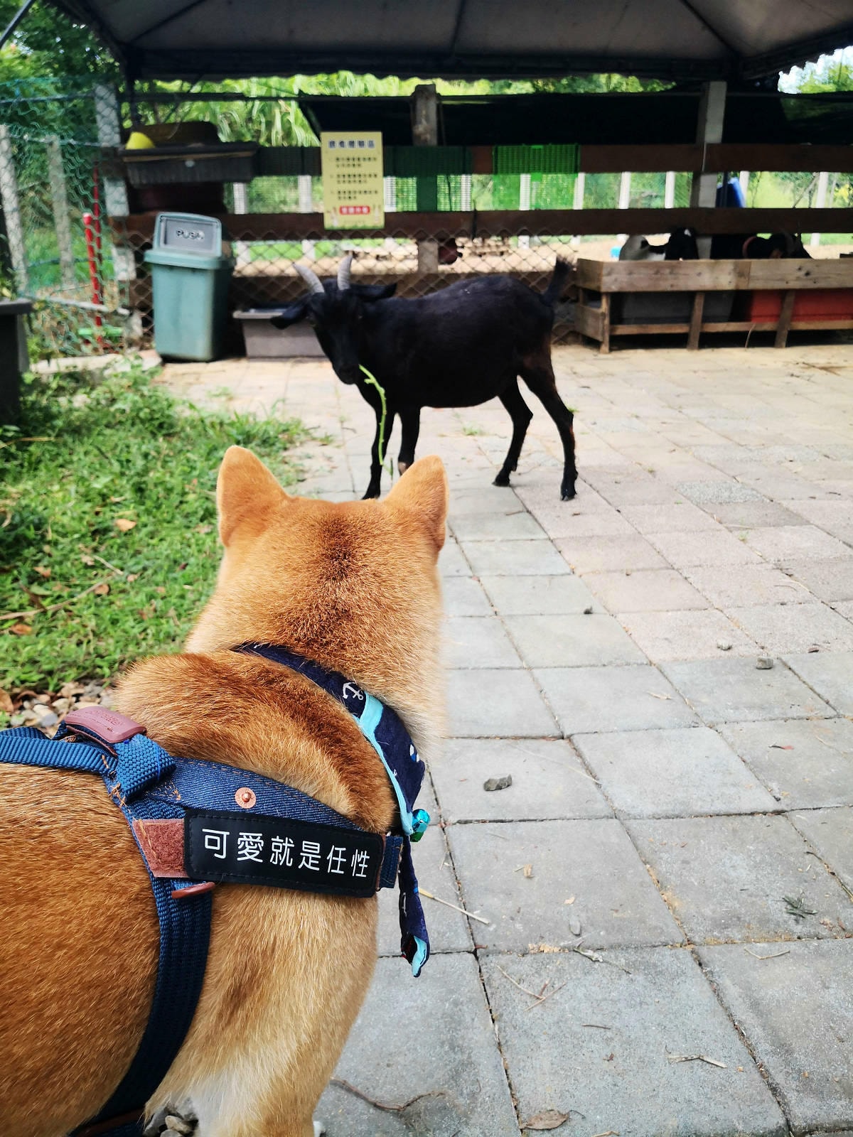 焢窯體驗哪裡玩?新北金山親子農場推薦!體驗古早農村味,內行人 焢窯體驗哪裡玩?新北金山親子農場推薦!體驗古早農村味,內行人