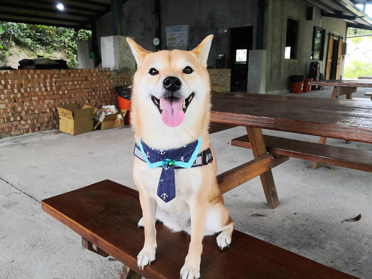 焢窯體驗哪裡玩?新北金山親子農場推薦!體驗古早農村味,內行人 焢窯體驗哪裡玩?新北金山親子農場推薦!體驗古早農村味,內行人