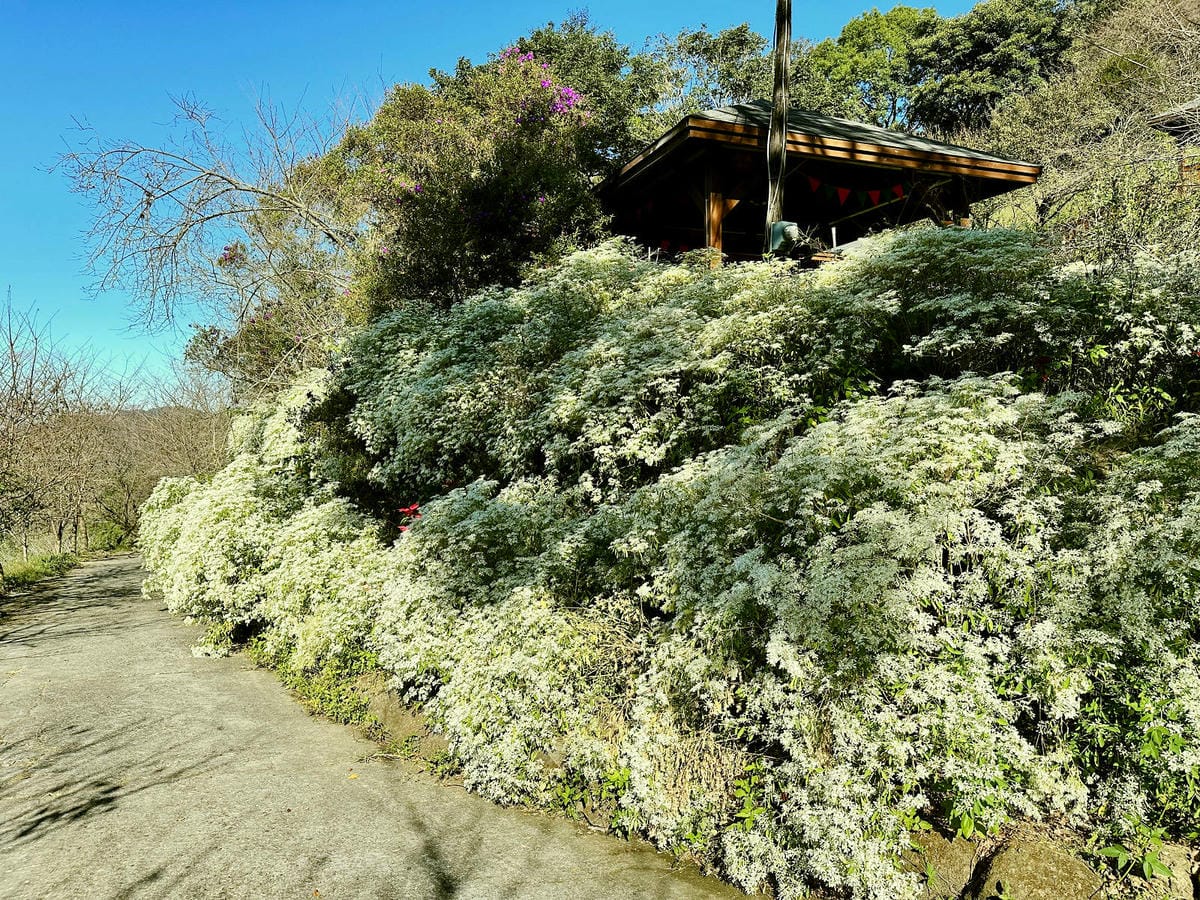 IMG_6350.JPG IMG_6350.JPG