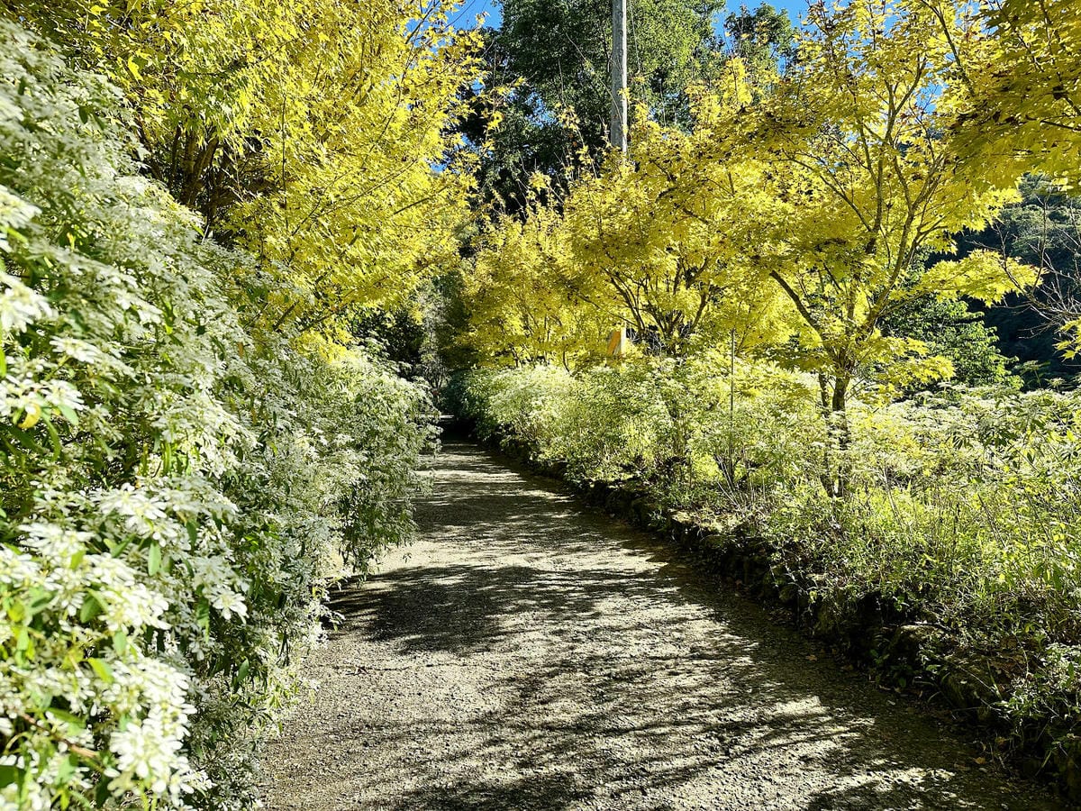 IMG_6315.JPG IMG_6315.JPG