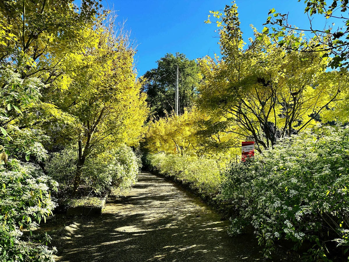 IMG_6308.JPG IMG_6308.JPG