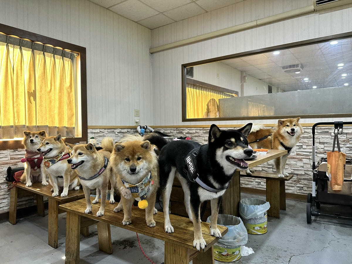 CP值爆表!當天到港海鮮漁獲燒烤吃到飽,超過30多種現流魚、 CP值爆表!當天到港海鮮漁獲燒烤吃到飽,超過30多種現流魚、