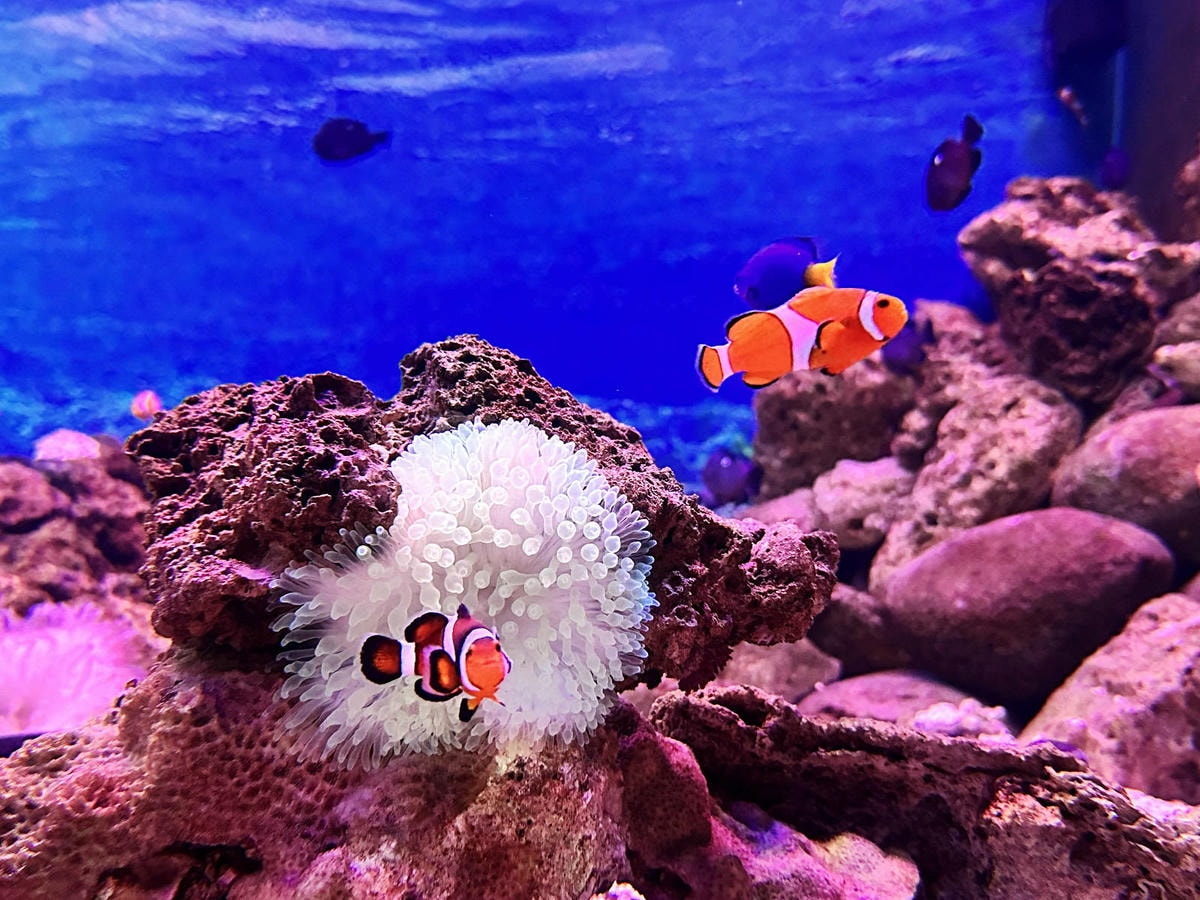 北海岸推薦親子景點,野柳海洋世界,海豚、海獅、高空跳水表演,