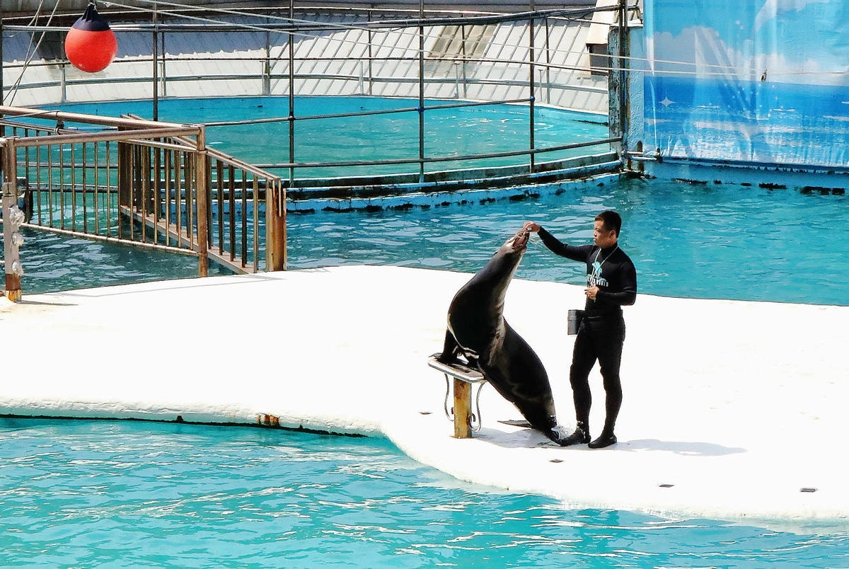 北海岸推薦親子景點,野柳海洋世界,海豚、海獅、高空跳水表演,