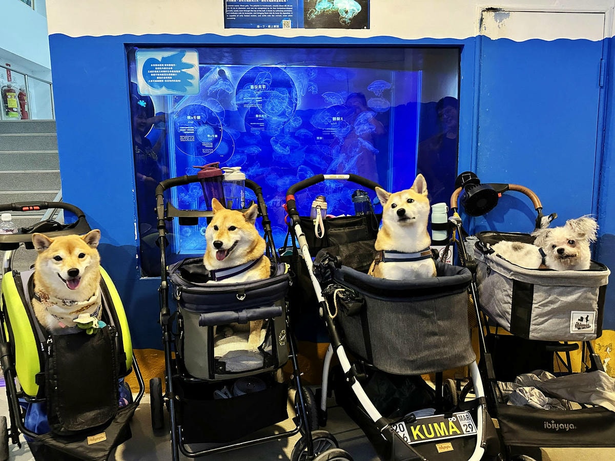 北海岸推薦親子景點,野柳海洋世界,海豚、海獅、高空跳水表演,