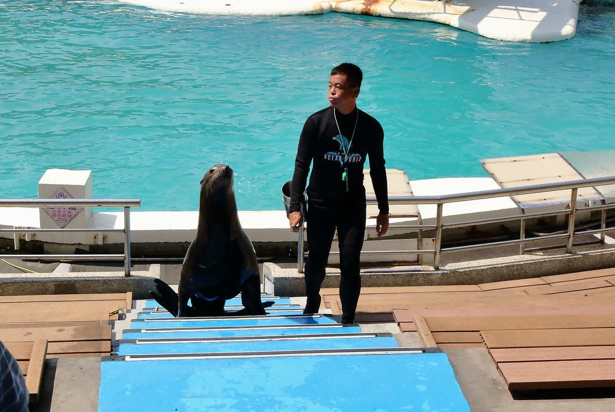 北海岸推薦親子景點,野柳海洋世界,海豚、海獅、高空跳水表演,