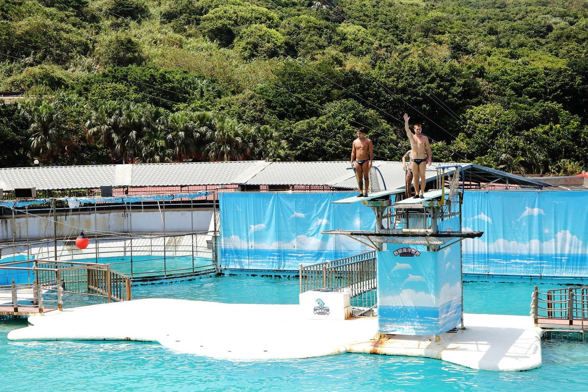 北海岸推薦親子景點,野柳海洋世界,海豚、海獅、高空跳水表演,