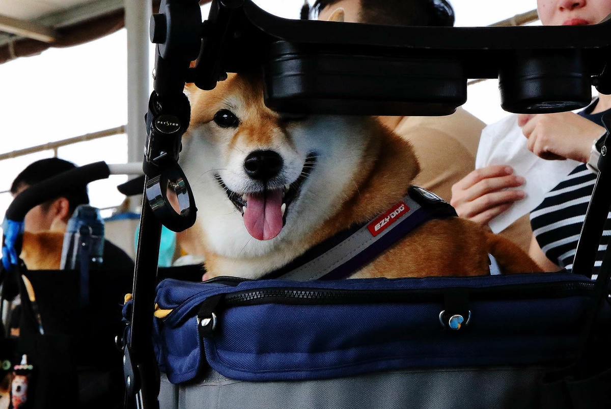 北海岸推薦親子景點,野柳海洋世界,海豚、海獅、高空跳水表演,