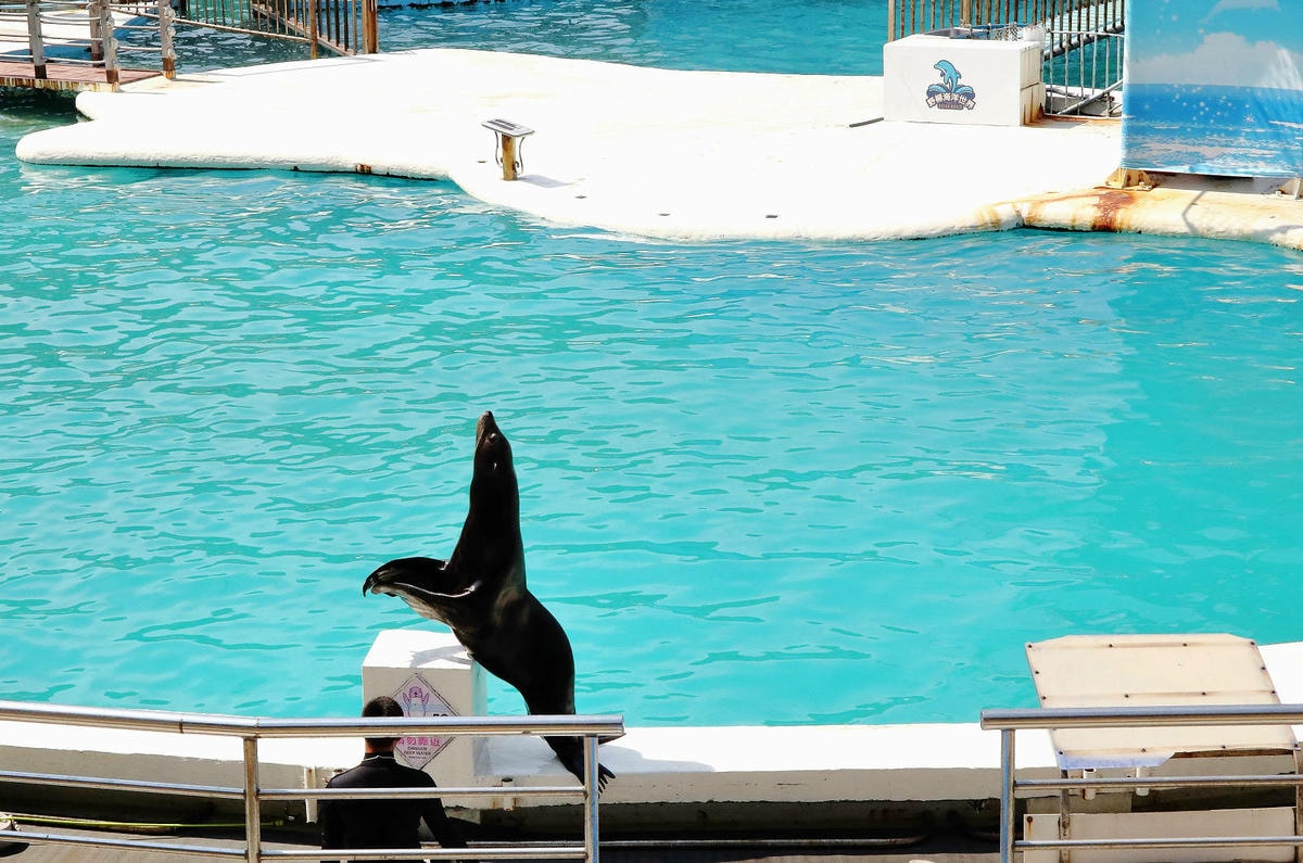 北海岸推薦親子景點,野柳海洋世界,海豚、海獅、高空跳水表演,
