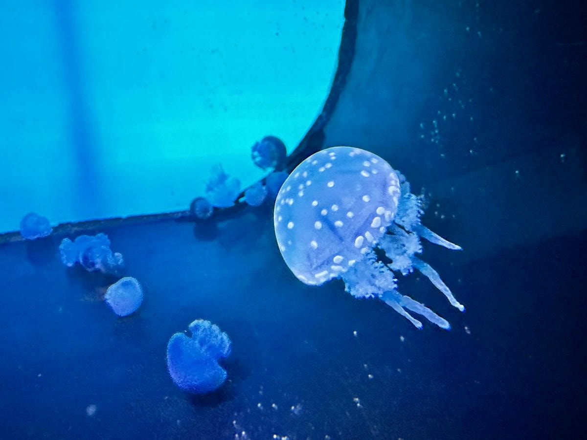 北海岸推薦親子景點,野柳海洋世界,海豚、海獅、高空跳水表演,