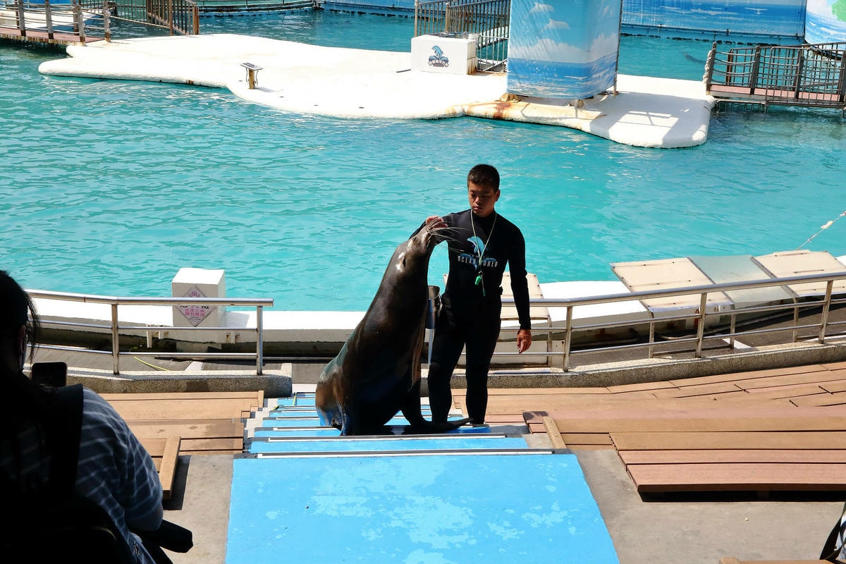 北海岸推薦親子景點,野柳海洋世界,海豚、海獅、高空跳水表演,