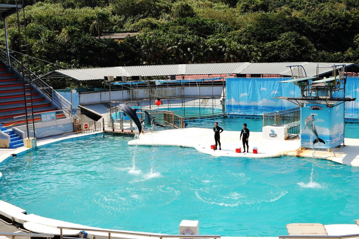 北海岸推薦親子景點,野柳海洋世界,海豚、海獅、高空跳水表演,