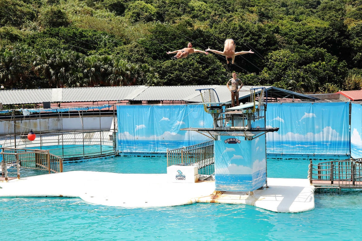 北海岸推薦親子景點,野柳海洋世界,海豚、海獅、高空跳水表演,