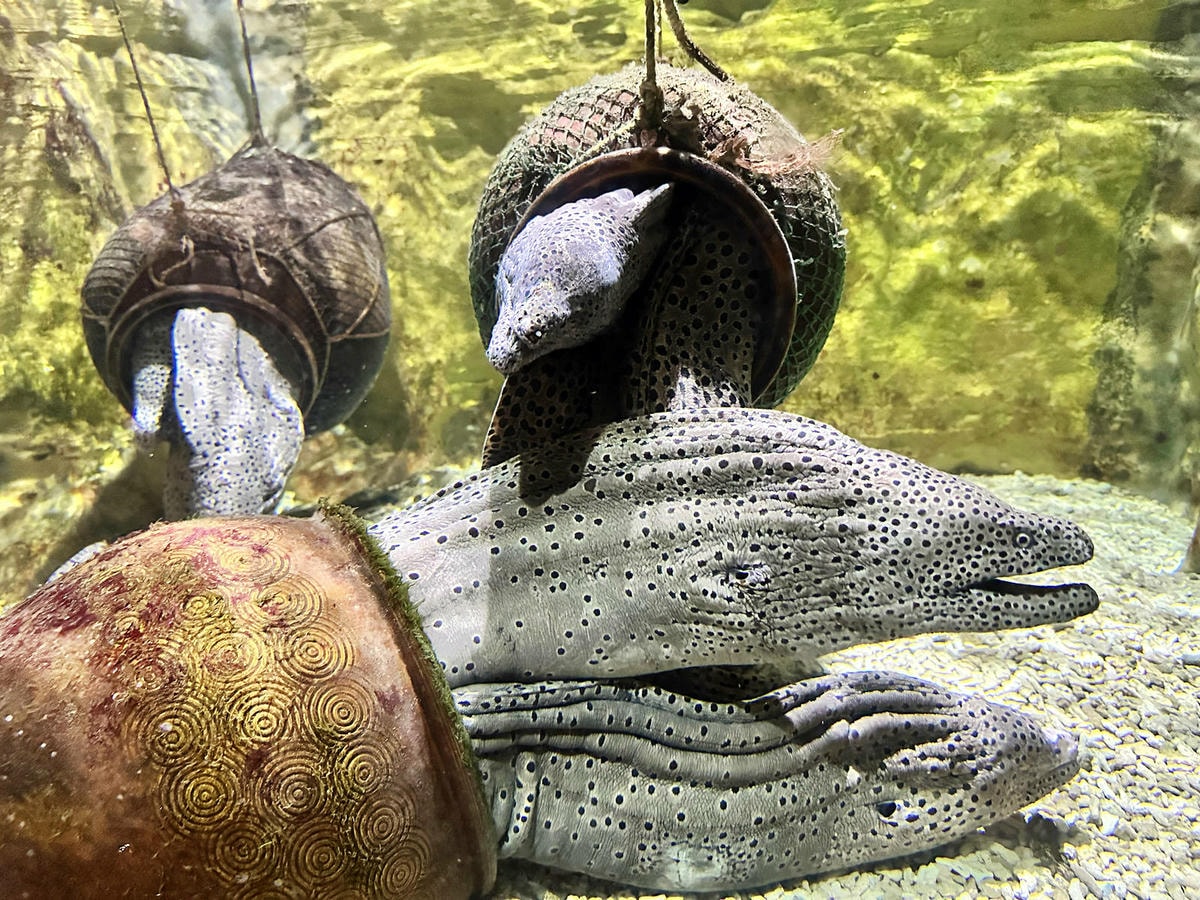 北海岸推薦親子景點,野柳海洋世界,海豚、海獅、高空跳水表演,