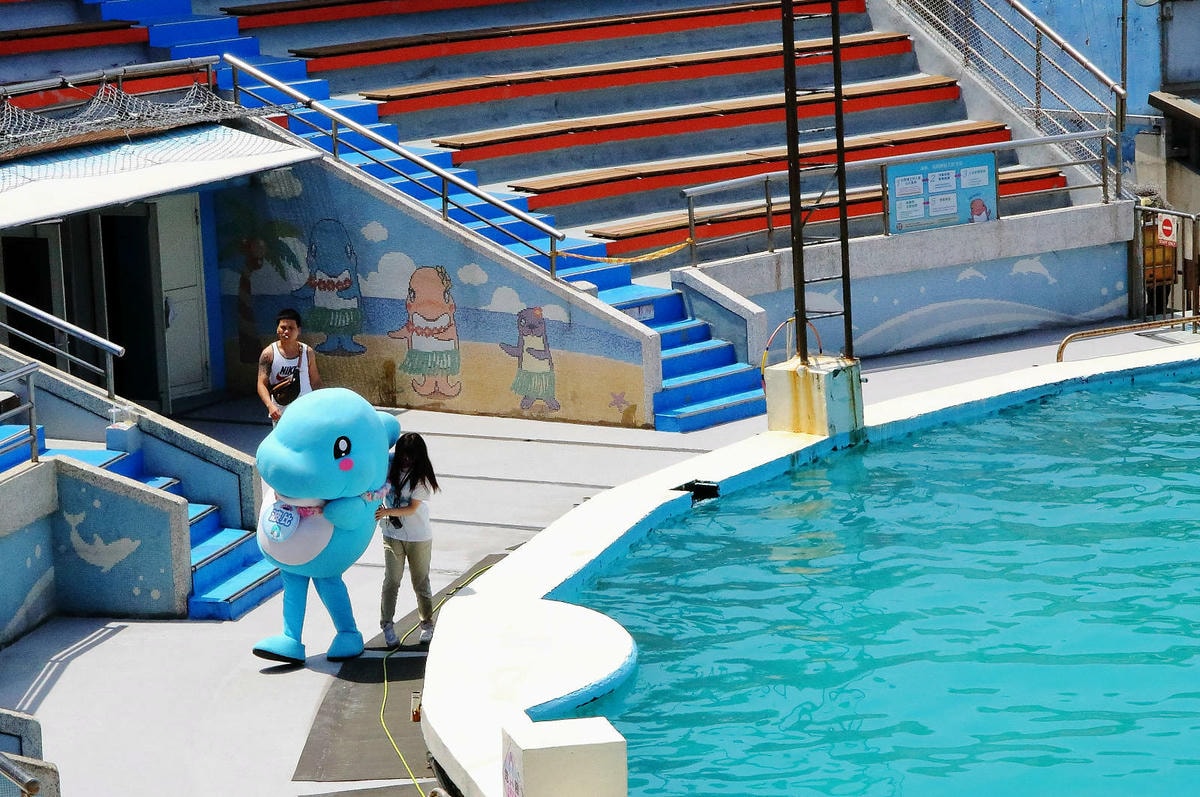 北海岸推薦親子景點,野柳海洋世界,海豚、海獅、高空跳水表演,