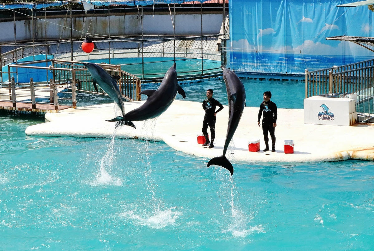 北海岸推薦親子景點,野柳海洋世界,海豚、海獅、高空跳水表演,