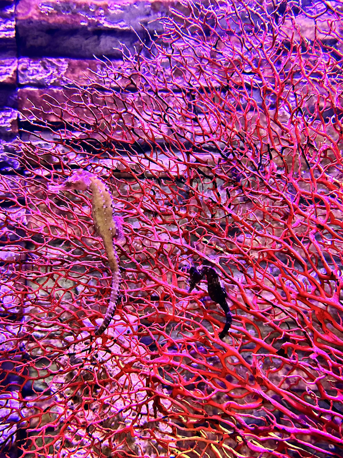 北海岸推薦親子景點,野柳海洋世界,海豚、海獅、高空跳水表演,