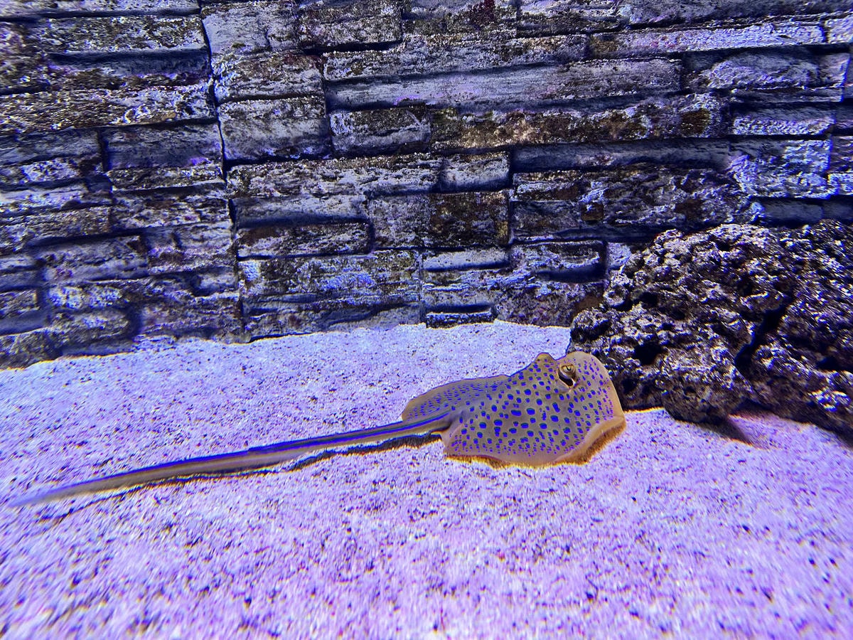 北海岸推薦親子景點,野柳海洋世界,海豚、海獅、高空跳水表演,