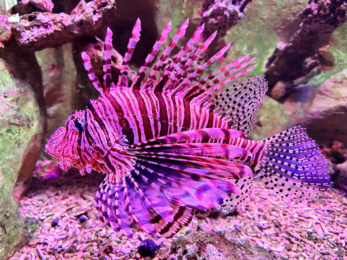 北海岸推薦親子景點,野柳海洋世界,海豚、海獅、高空跳水表演,