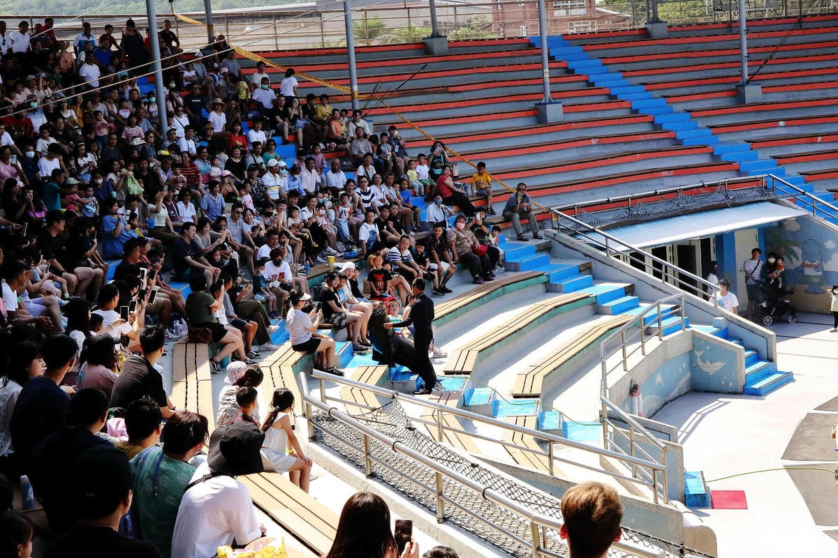 北海岸推薦親子景點,野柳海洋世界,海豚、海獅、高空跳水表演,