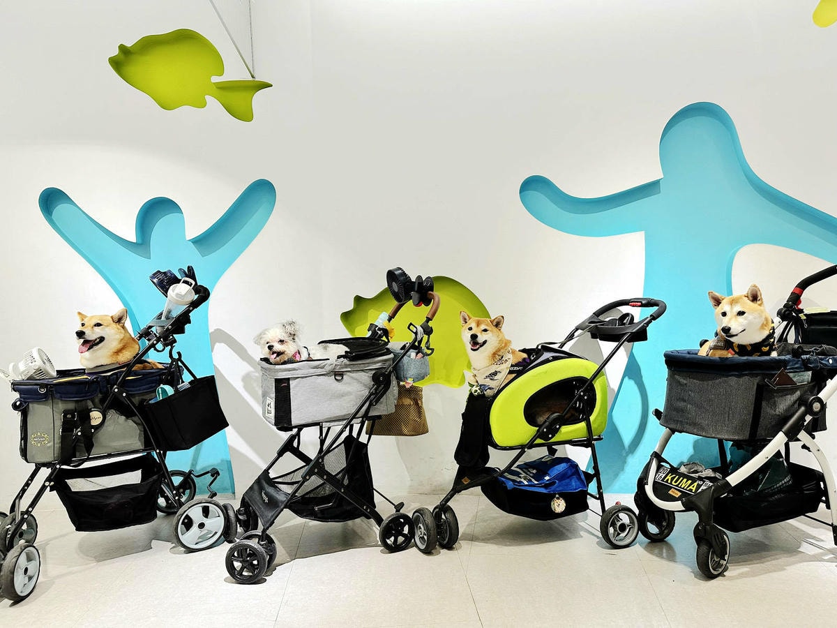 北海岸推薦親子景點,野柳海洋世界,海豚、海獅、高空跳水表演,