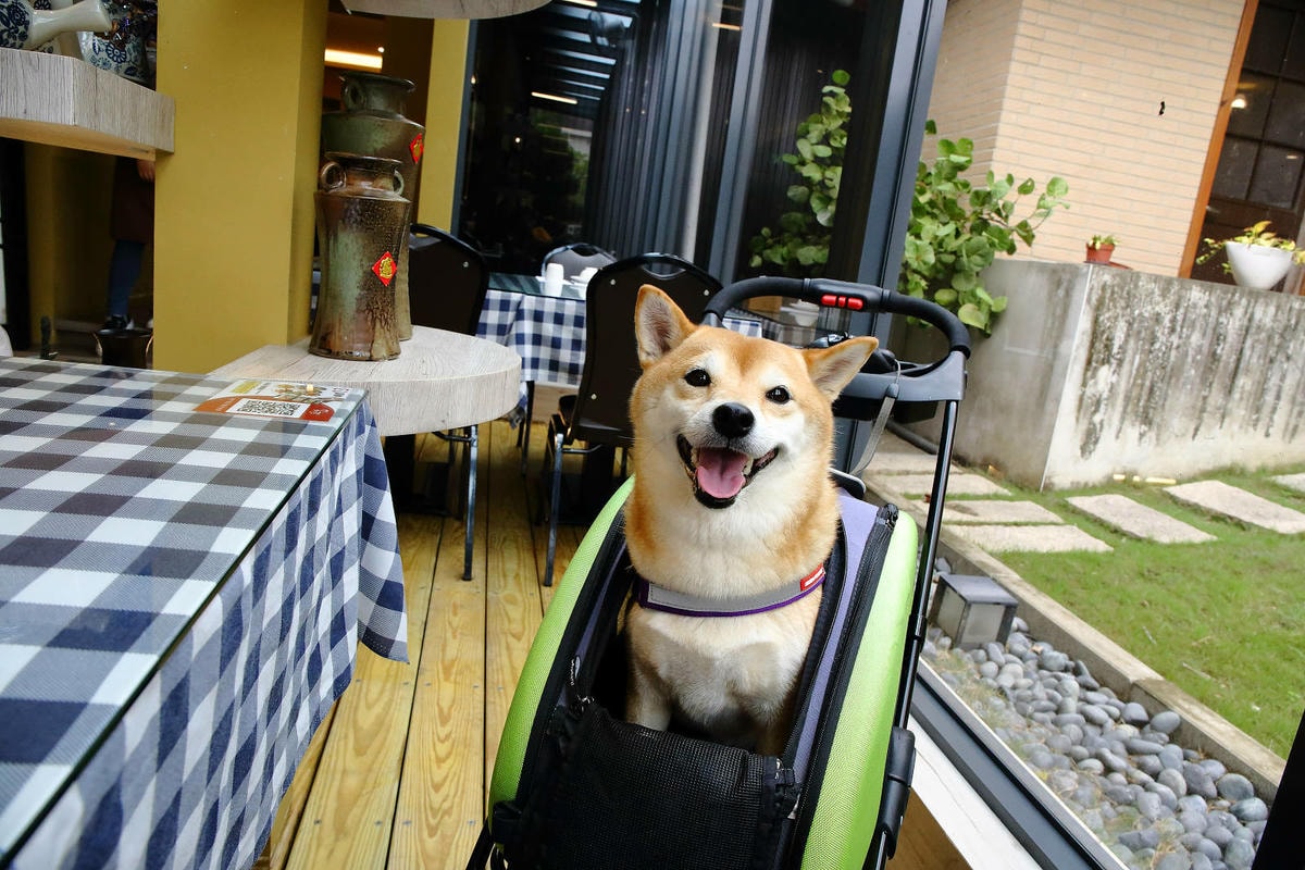 竹科寶山特區隱藏版茶餐廳,超美玻璃屋餐廳,好吃、好美、好好拍