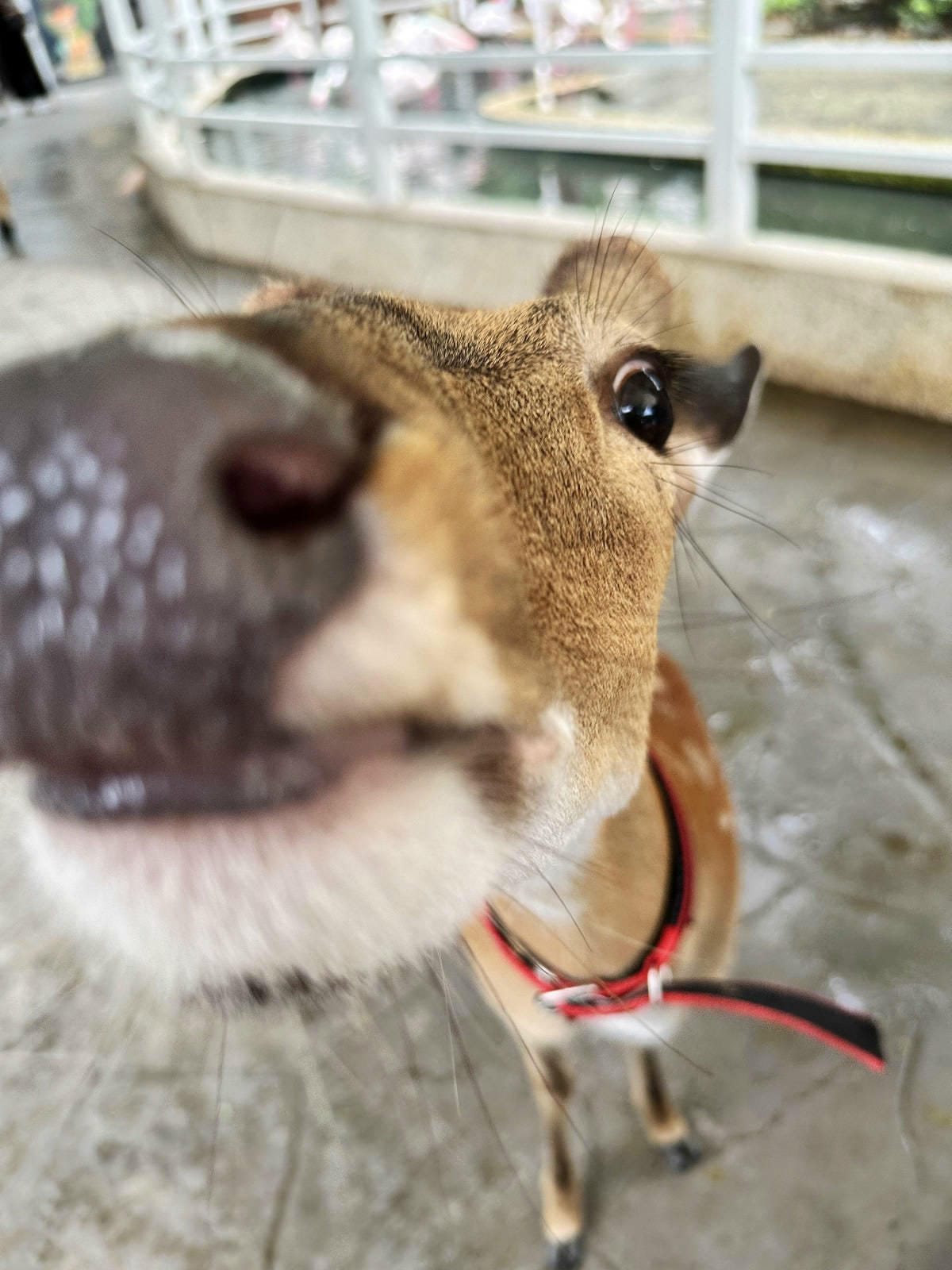 高雄親子景點寵物友善景觀餐廳。喝咖啡看飛機、可愛動物區互動、