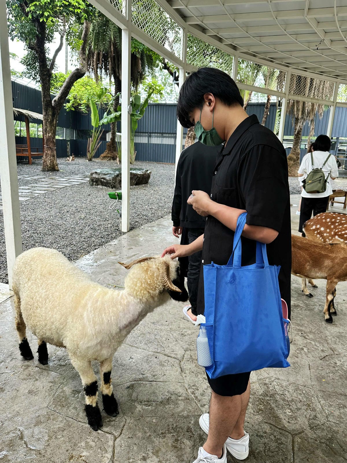 高雄親子景點寵物友善景觀餐廳。喝咖啡看飛機、可愛動物區互動、
