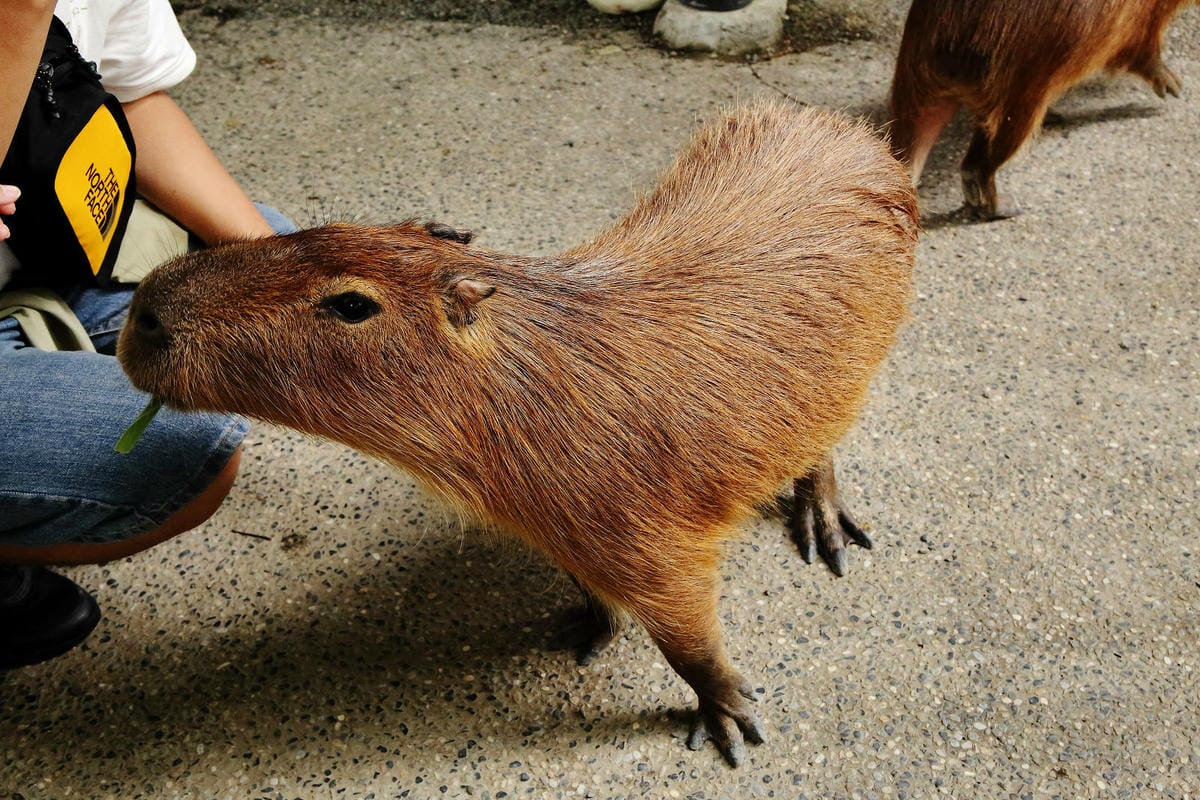 高雄親子景點寵物友善景觀餐廳。喝咖啡看飛機、可愛動物區互動、
