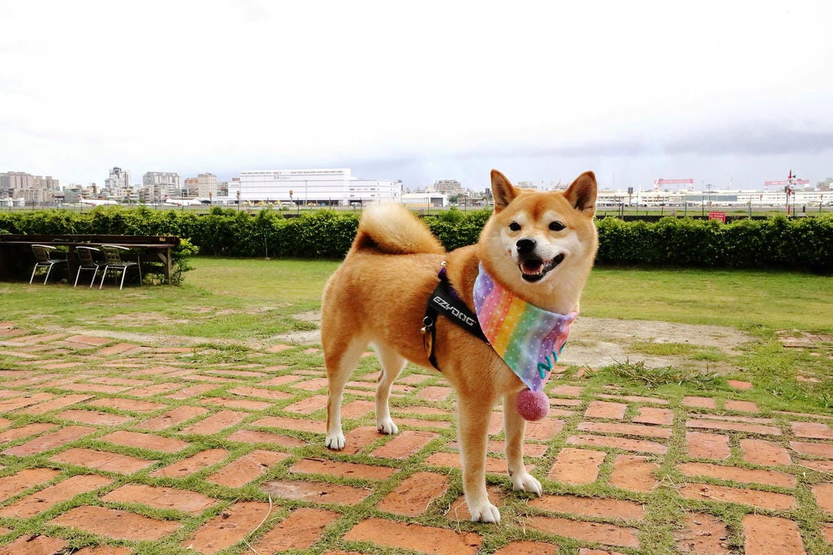 高雄親子景點寵物友善景觀餐廳。喝咖啡看飛機、可愛動物區互動、