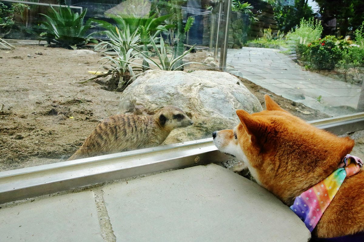 高雄親子景點寵物友善景觀餐廳。喝咖啡看飛機、可愛動物區互動、