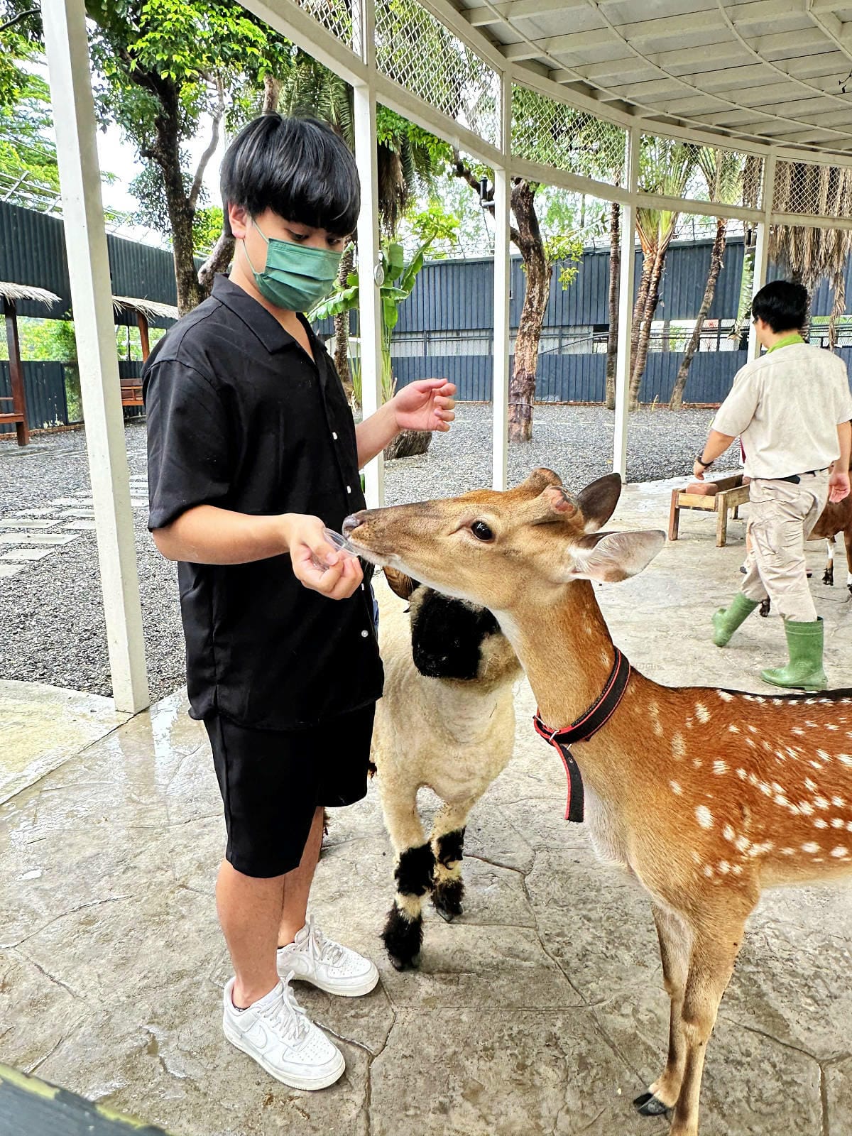 高雄親子景點寵物友善景觀餐廳。喝咖啡看飛機、可愛動物區互動、