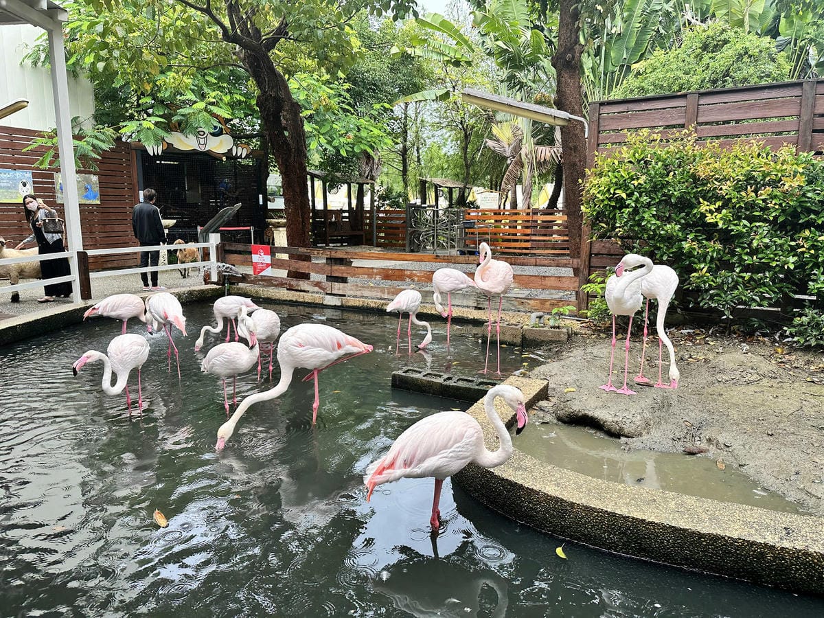高雄親子景點寵物友善景觀餐廳。喝咖啡看飛機、可愛動物區互動、