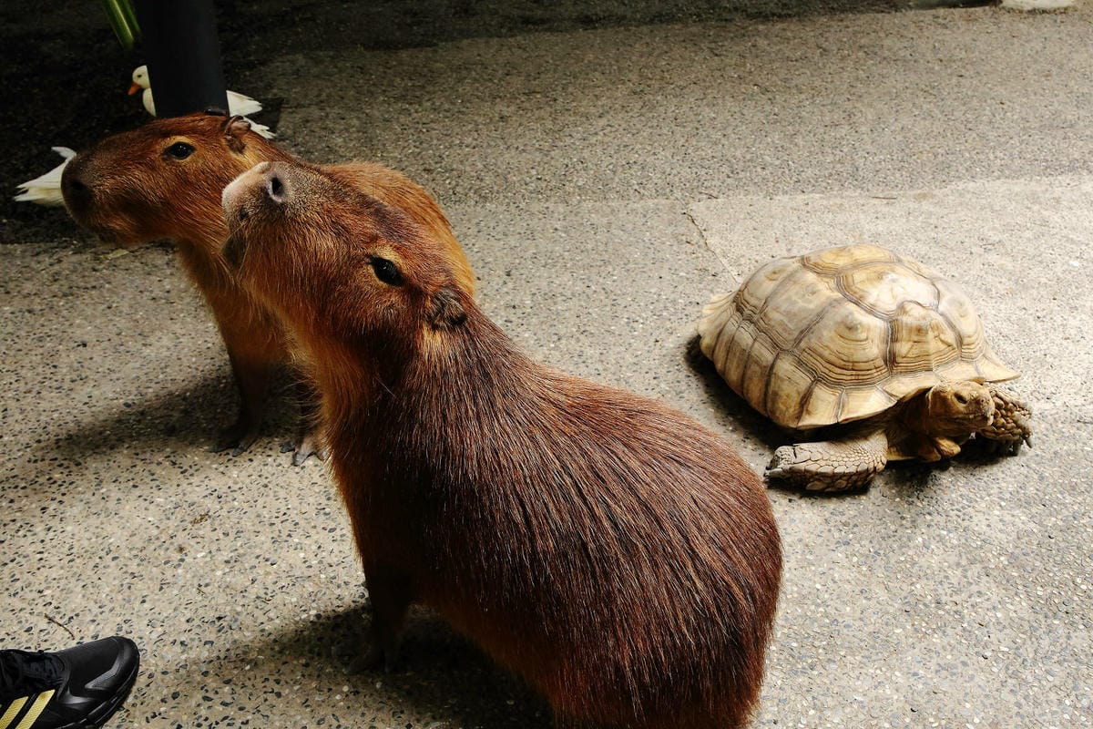高雄親子景點寵物友善景觀餐廳。喝咖啡看飛機、可愛動物區互動、
