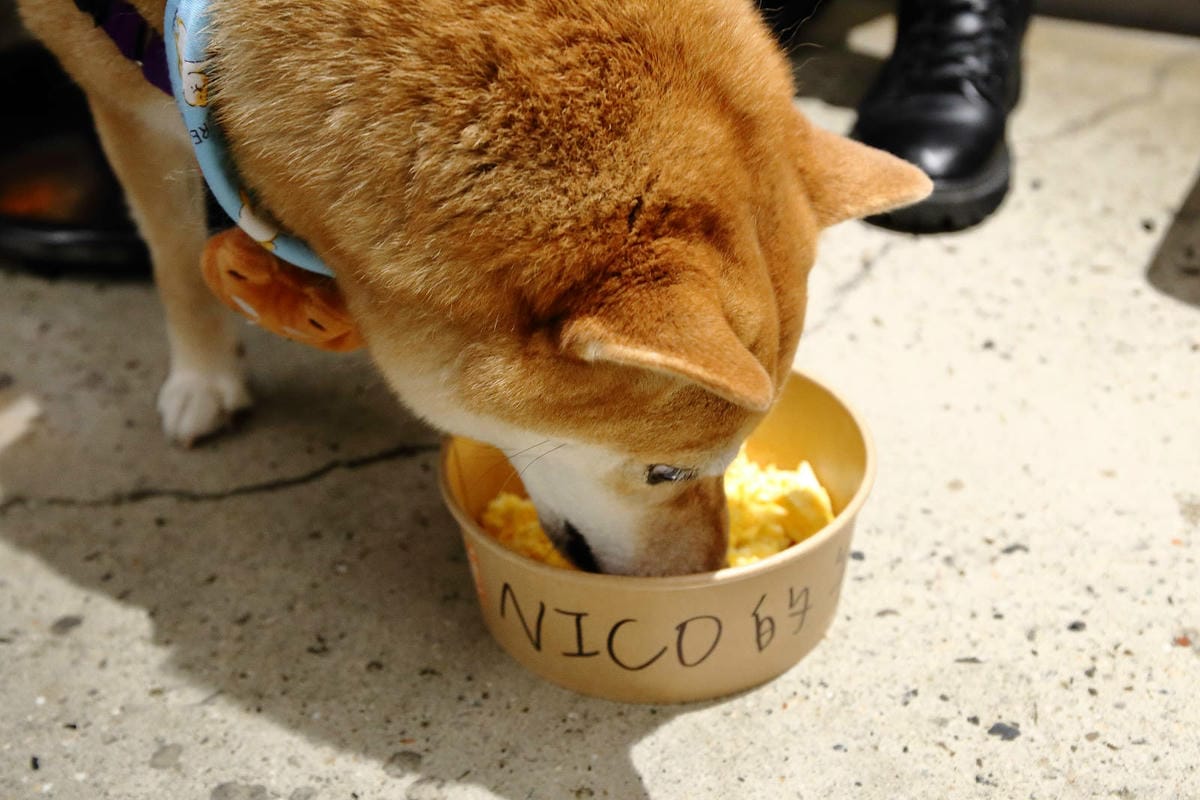 亞東醫院美食推薦，貳樓板橋店，板橋寵物友善餐廳，科技感裝潢，