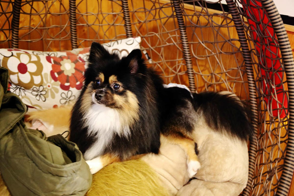 老五の秘密雞地。爆量爌肉飯挑戰大胃王極限，五哥的無菜單料理上