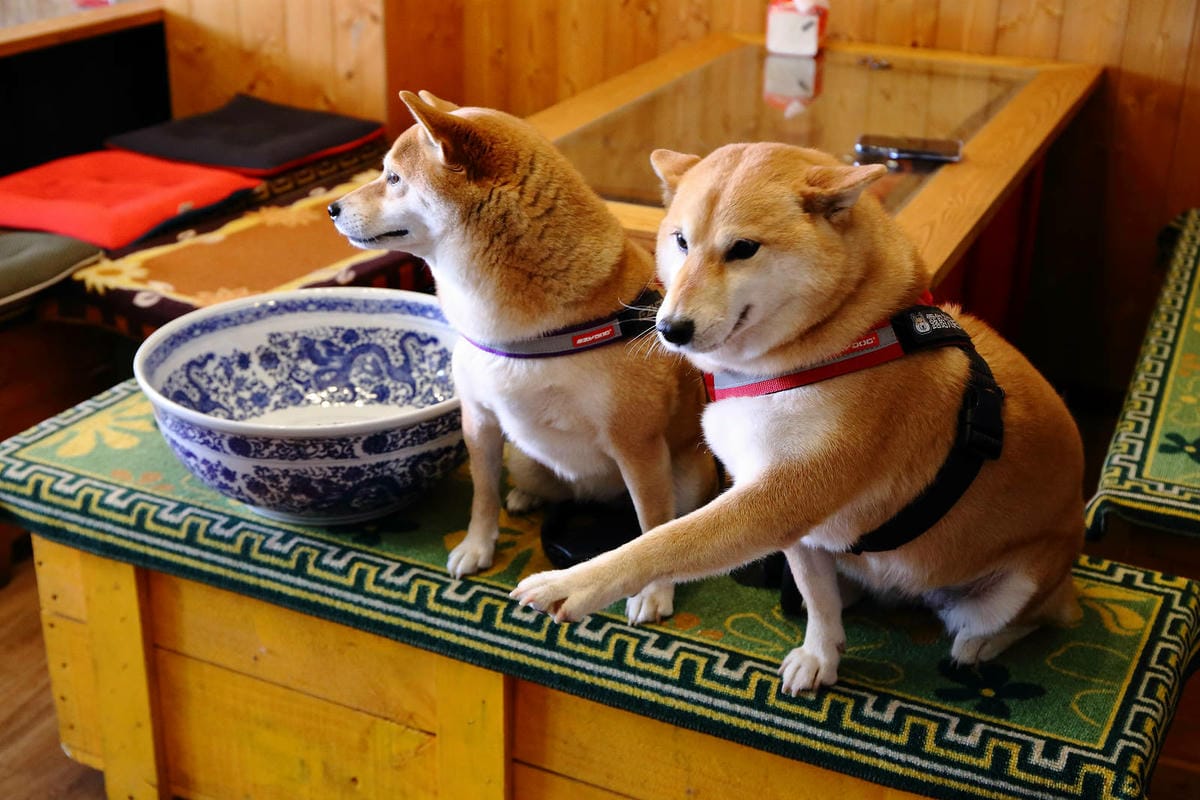 老五の秘密雞地。爆量爌肉飯挑戰大胃王極限，五哥的無菜單料理上