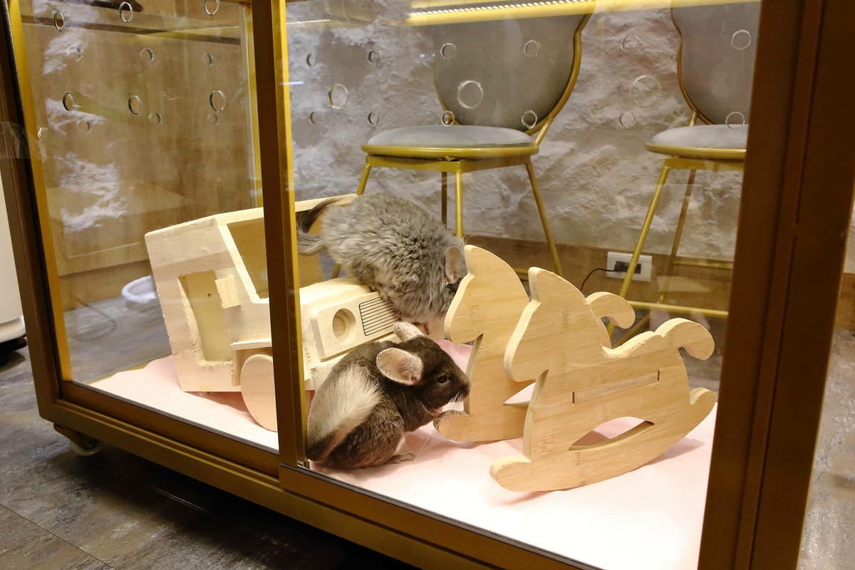 悠悠龍貓咖啡。全台唯一一間龍貓咖啡廳,龍貓卡通本尊活跳跳現身