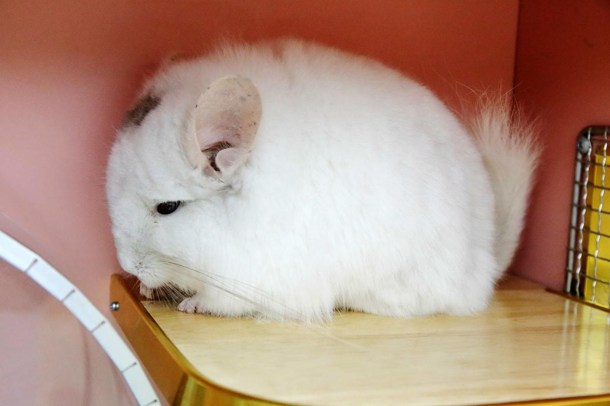 悠悠龍貓咖啡。全台唯一一間龍貓咖啡廳,龍貓卡通本尊活跳跳現身