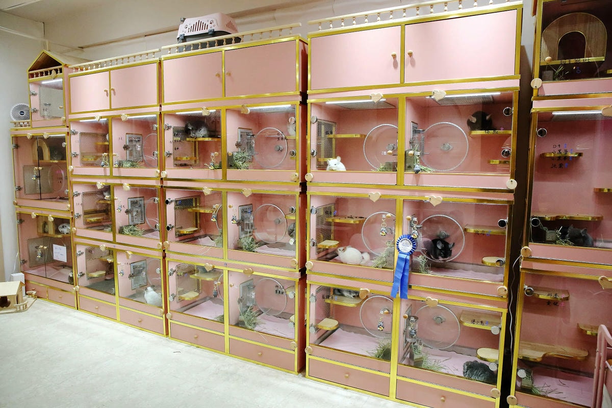 悠悠龍貓咖啡。全台唯一一間龍貓咖啡廳,龍貓卡通本尊活跳跳現身