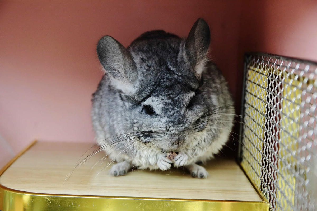 悠悠龍貓咖啡。全台唯一一間龍貓咖啡廳,龍貓卡通本尊活跳跳現身