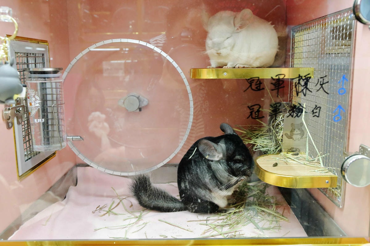 悠悠龍貓咖啡。全台唯一一間龍貓咖啡廳,龍貓卡通本尊活跳跳現身