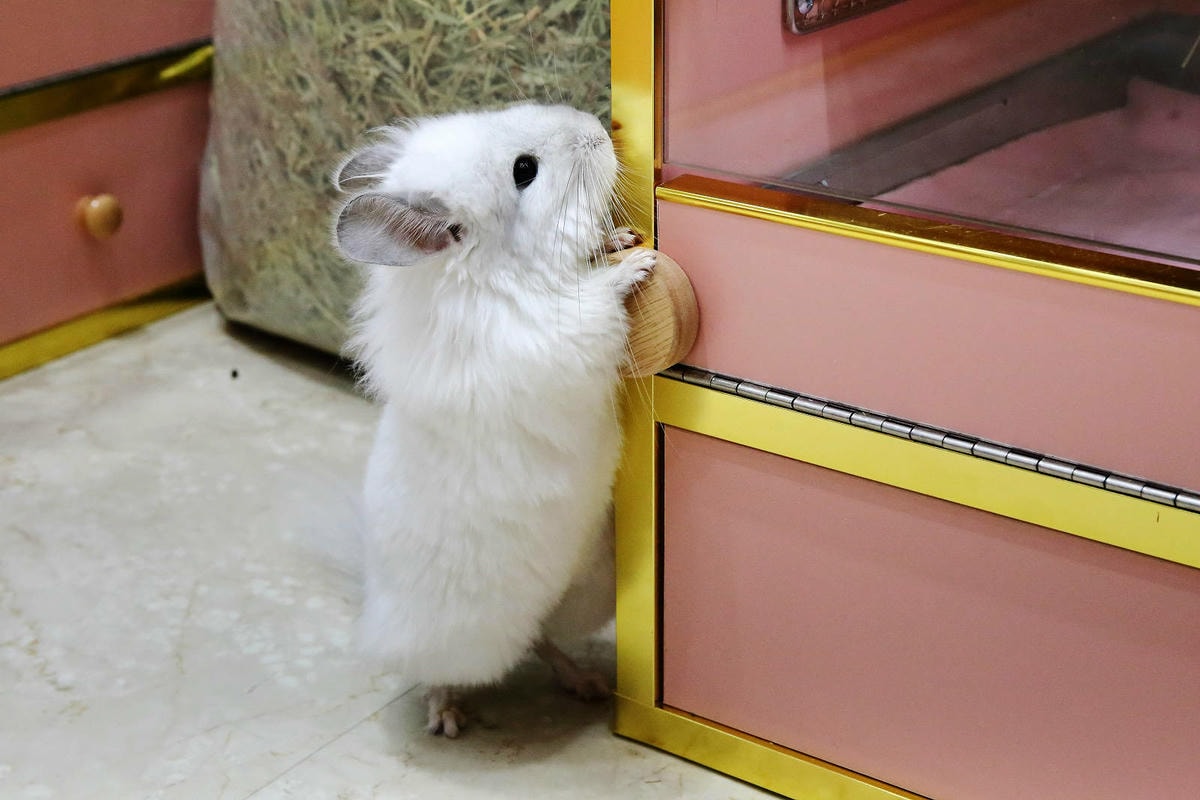 悠悠龍貓咖啡。全台唯一一間龍貓咖啡廳,龍貓卡通本尊活跳跳現身