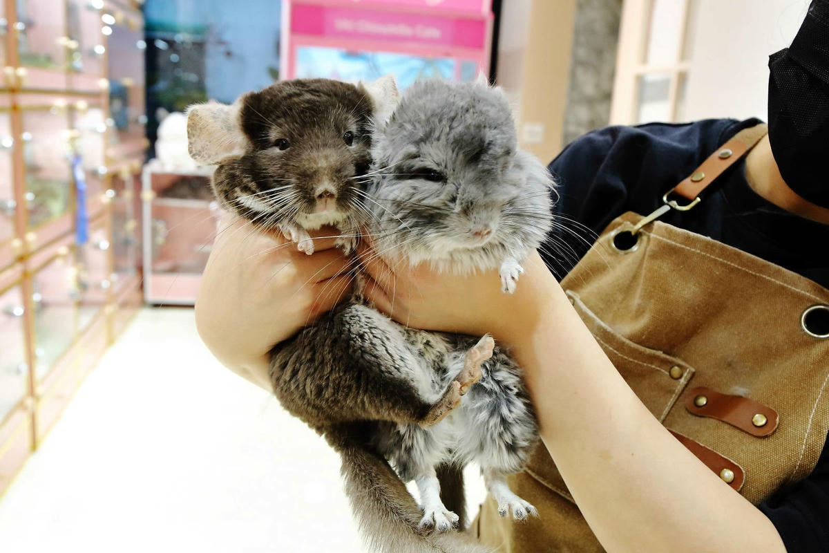 悠悠龍貓咖啡。全台唯一一間龍貓咖啡廳,龍貓卡通本尊活跳跳現身