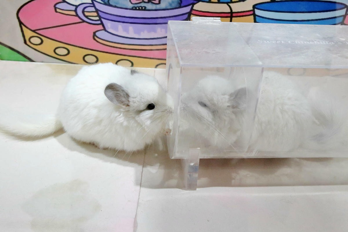 悠悠龍貓咖啡。全台唯一一間龍貓咖啡廳,龍貓卡通本尊活跳跳現身