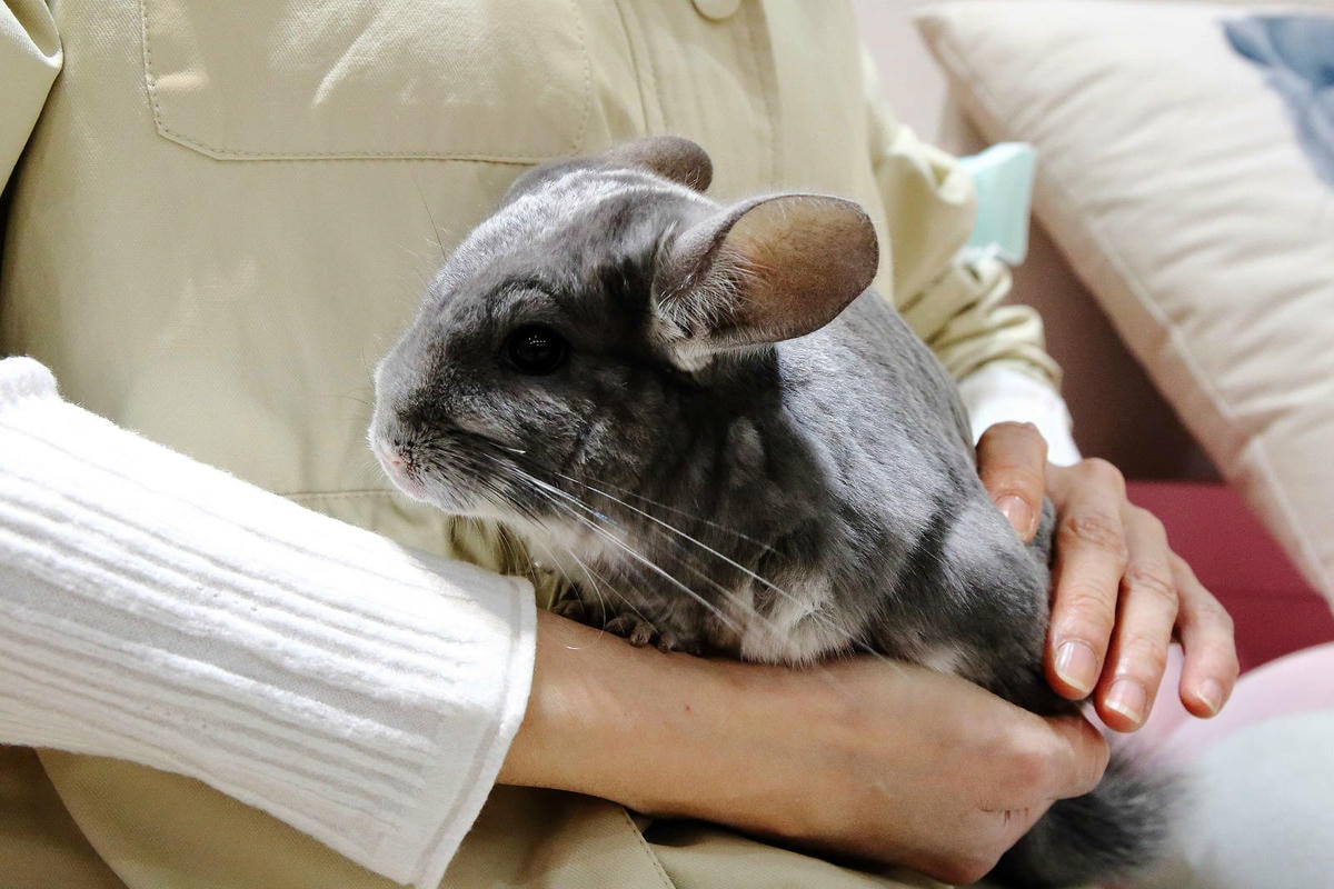 悠悠龍貓咖啡。全台唯一一間龍貓咖啡廳,龍貓卡通本尊活跳跳現身