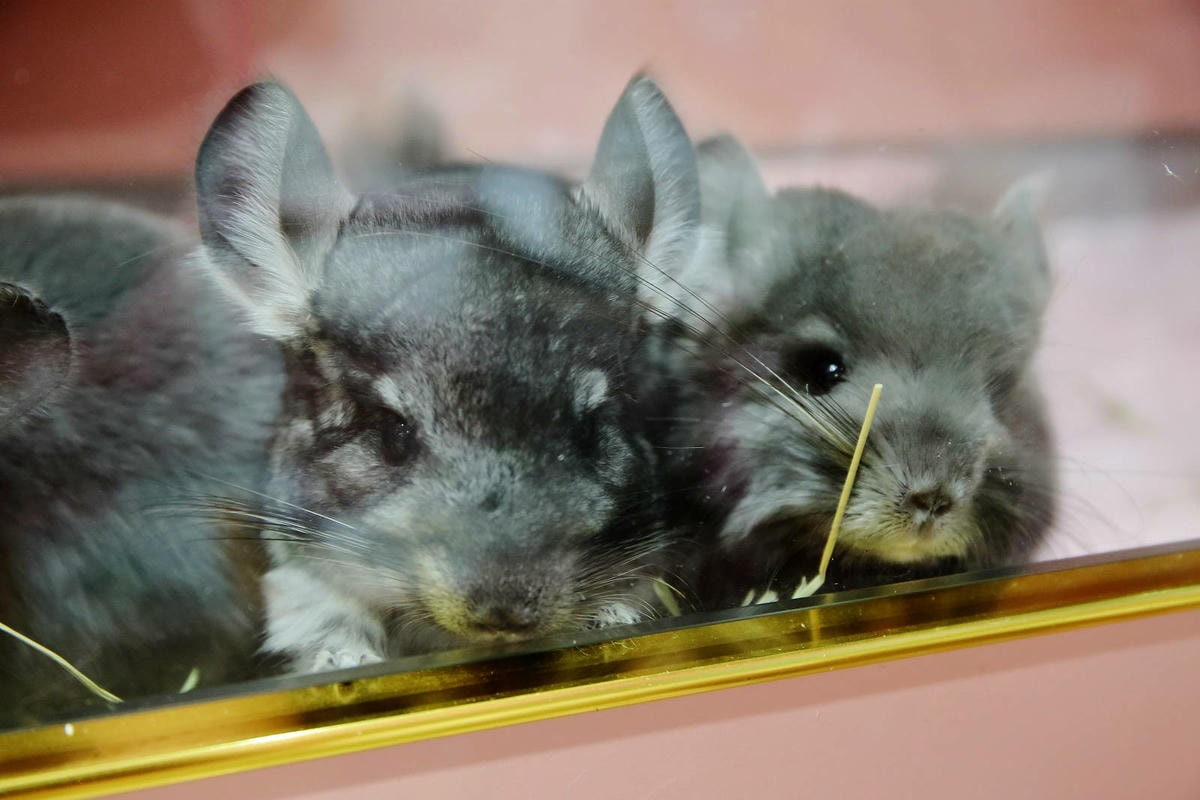 悠悠龍貓咖啡。全台唯一一間龍貓咖啡廳,龍貓卡通本尊活跳跳現身