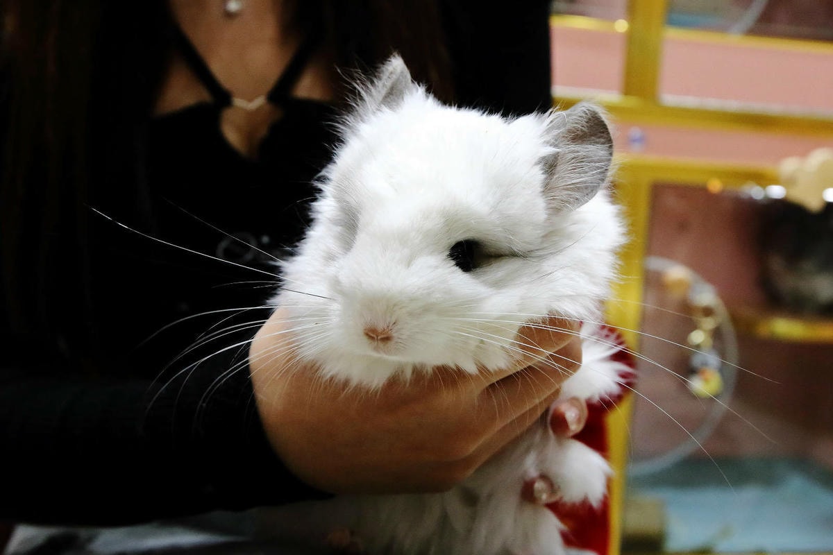 悠悠龍貓咖啡。全台唯一一間龍貓咖啡廳,龍貓卡通本尊活跳跳現身