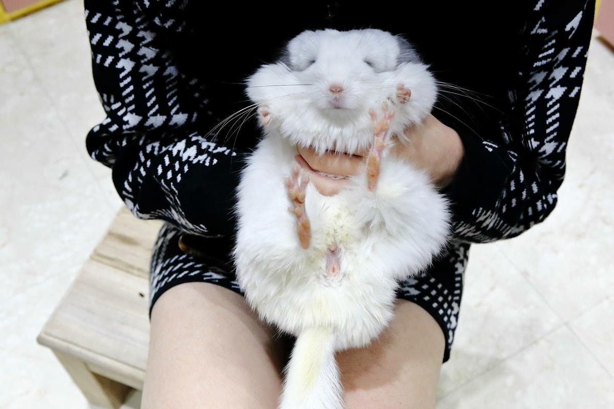 悠悠龍貓咖啡。全台唯一一間龍貓咖啡廳,龍貓卡通本尊活跳跳現身