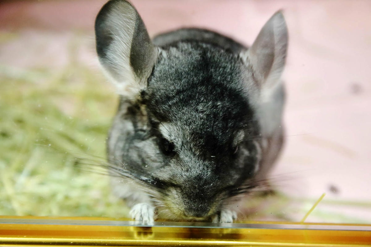 悠悠龍貓咖啡。全台唯一一間龍貓咖啡廳,龍貓卡通本尊活跳跳現身